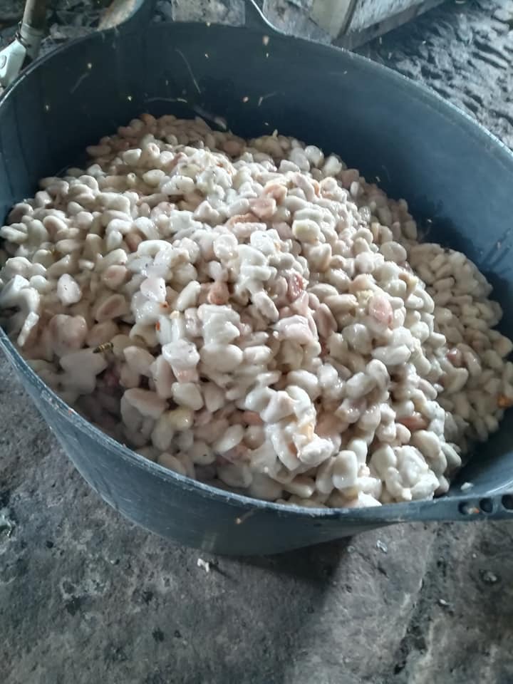 bucket of wet cocoa beans